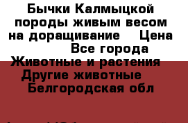 Бычки Калмыцкой породы живым весом на доращивание. › Цена ­ 135 - Все города Животные и растения » Другие животные   . Белгородская обл.